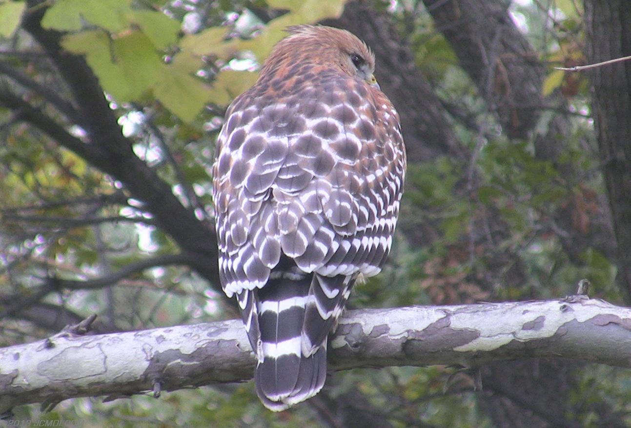 Red Shouldered Hawk back view in tree